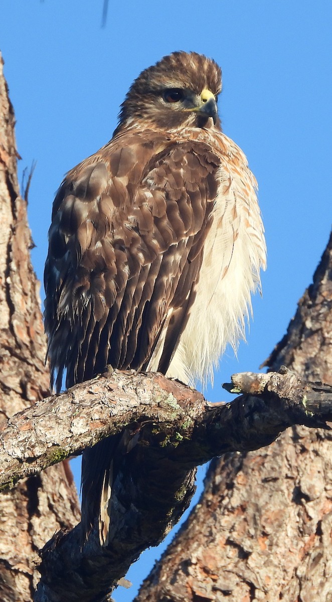 Breitflügelbussard - ML647614065