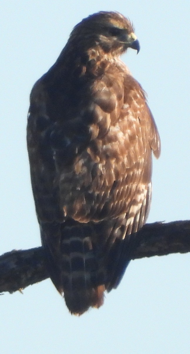 Breitflügelbussard - ML647614066