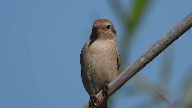 荒漠伯勞 - ML647614070