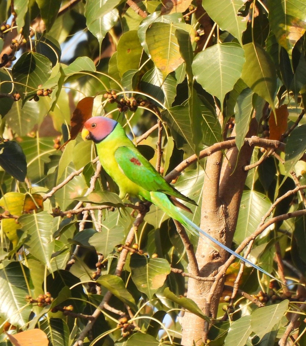 Erik Başlı Yeşil Papağan - ML647614076