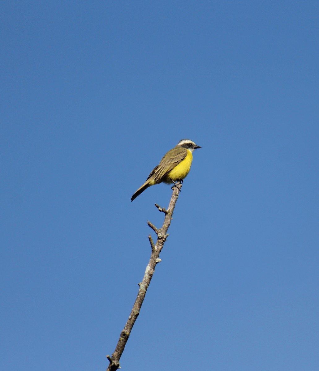 Tyran sociable - ML647614103