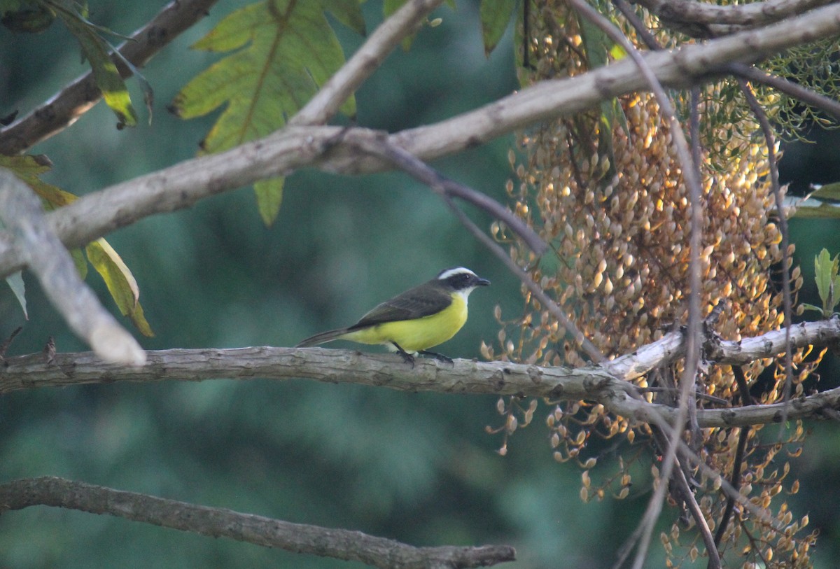 Tyran sociable - ML647614104