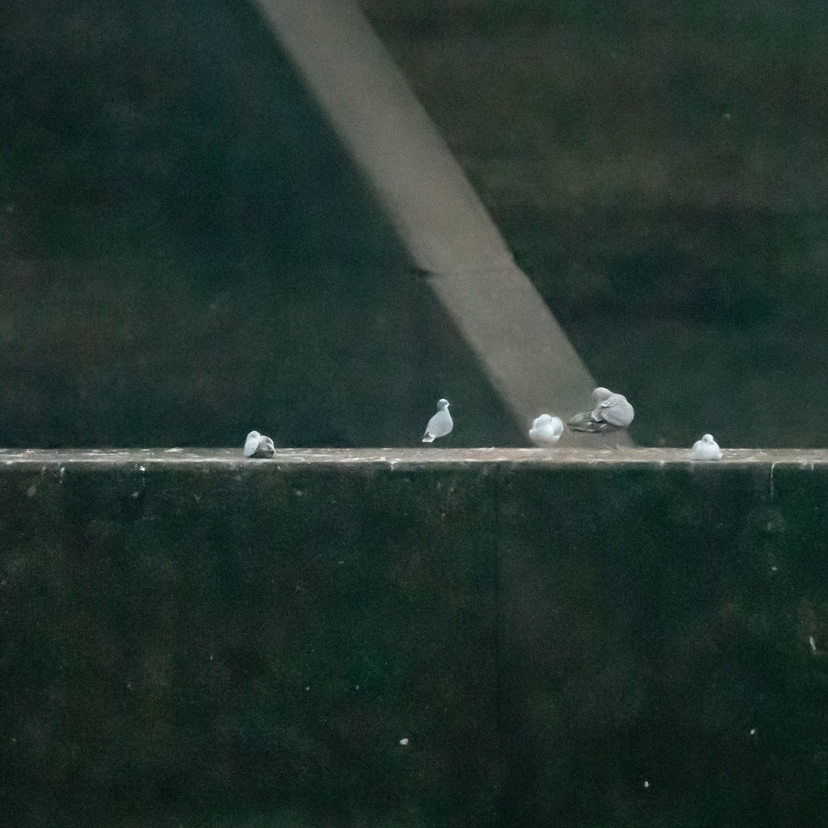 Мартин карибський - ML647614111