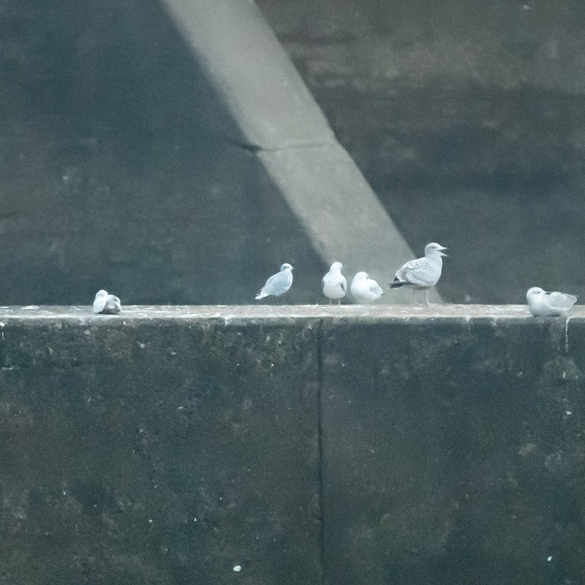 Мартин карибський - ML647614112