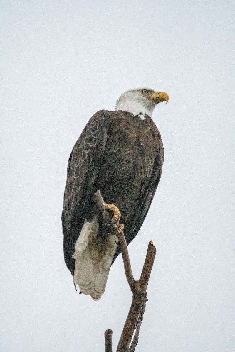 Bald Eagle - ML647614124
