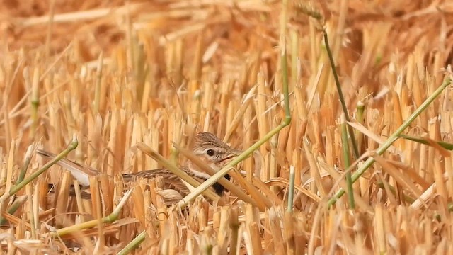 Calandra Lark - ML647614180