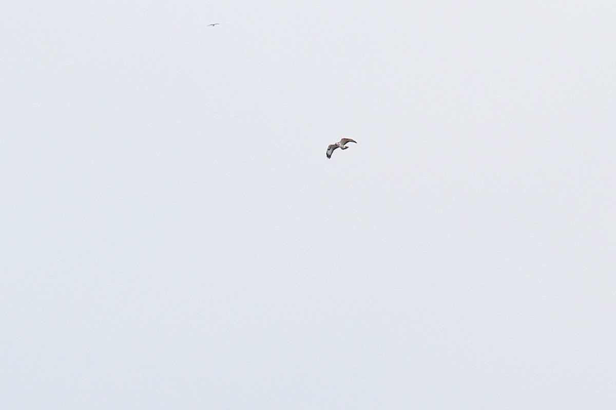 Common Buzzard (Western) - ML647614197