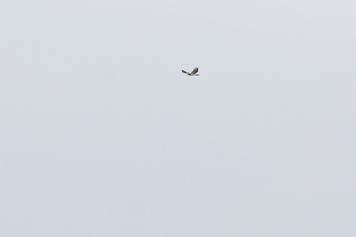 Common Buzzard (Western) - ML647614200