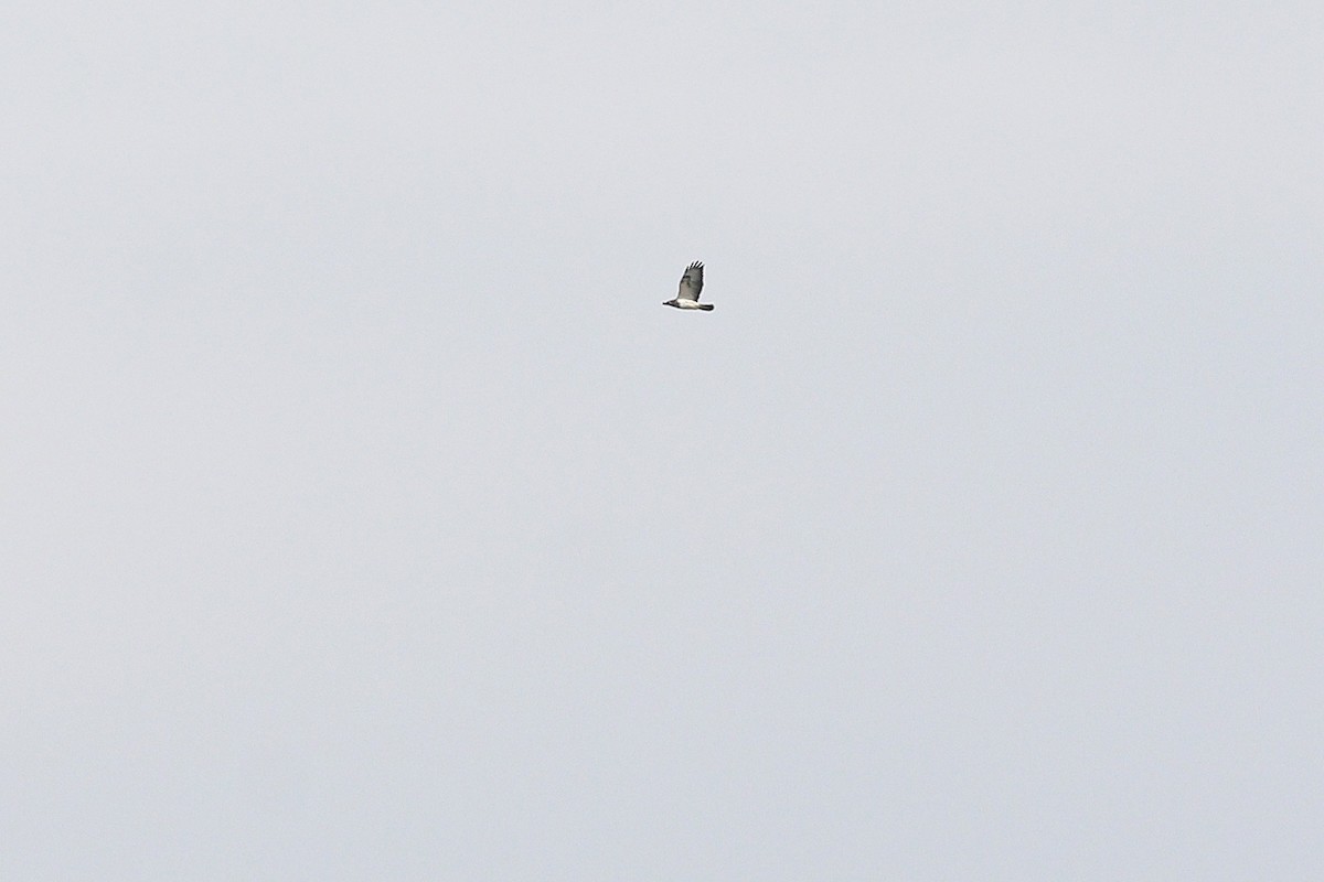 Common Buzzard (Western) - ML647614209