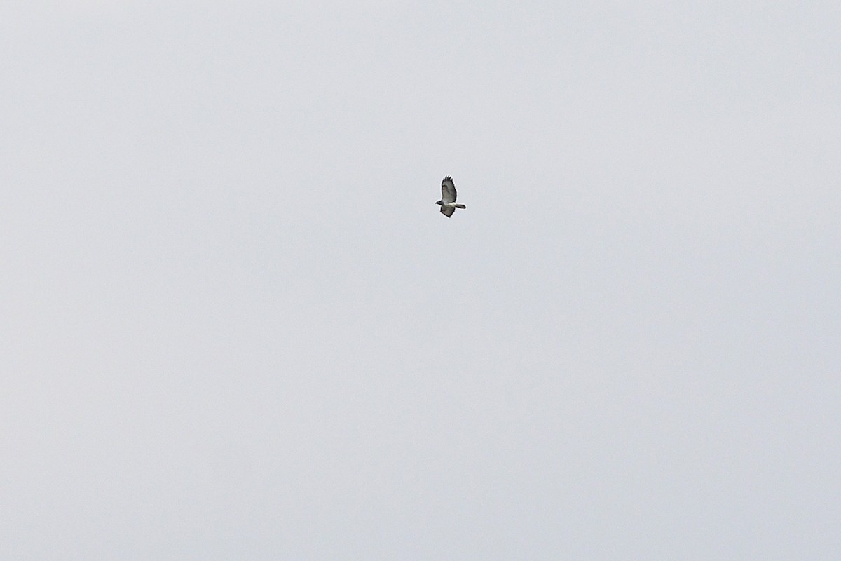 Common Buzzard (Western) - ML647614215