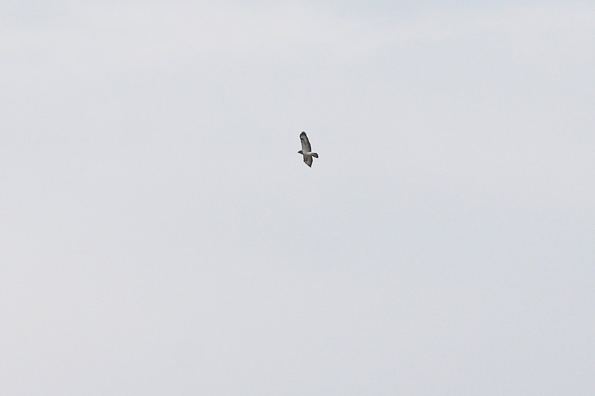 Common Buzzard (Western) - ML647614220