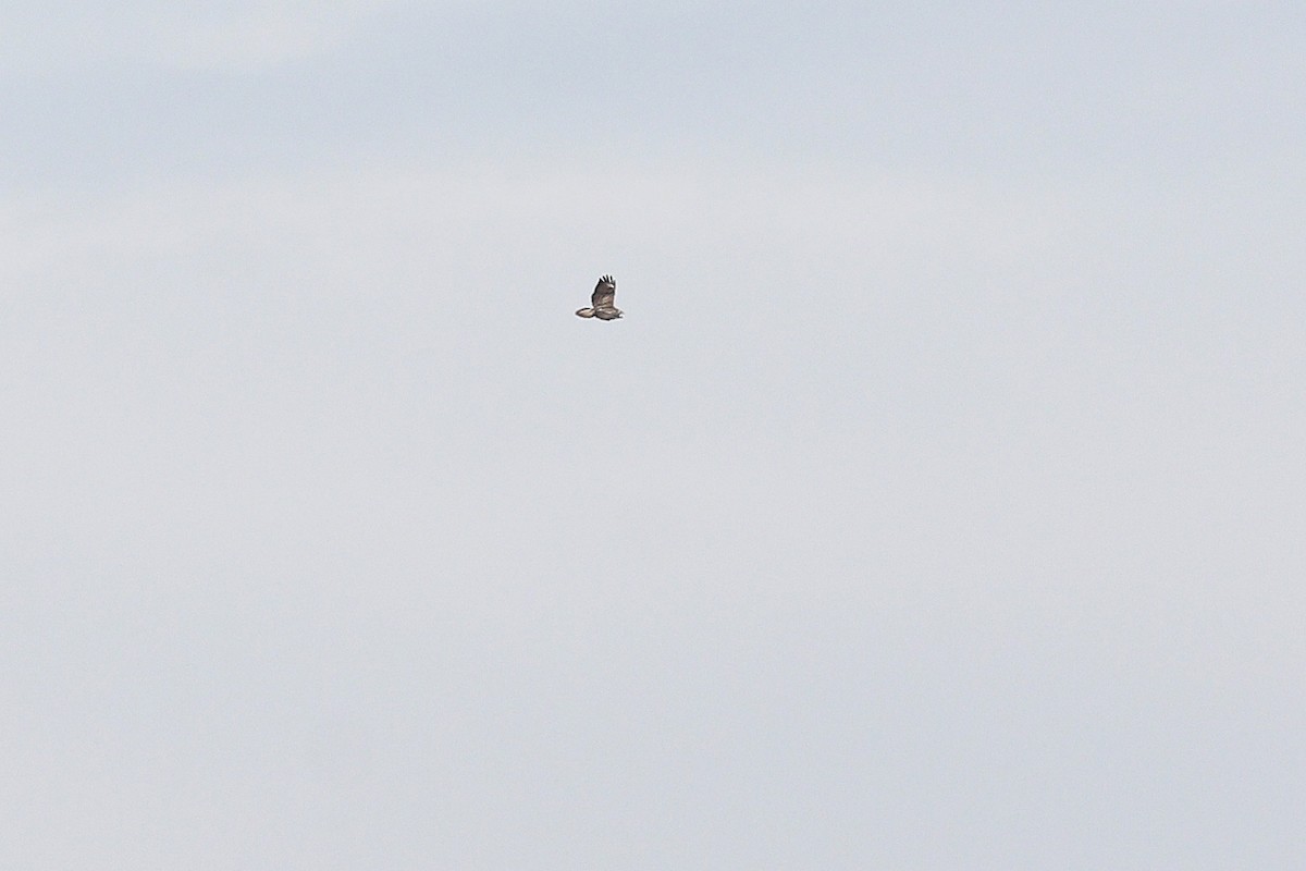 Common Buzzard (Western) - ML647614224