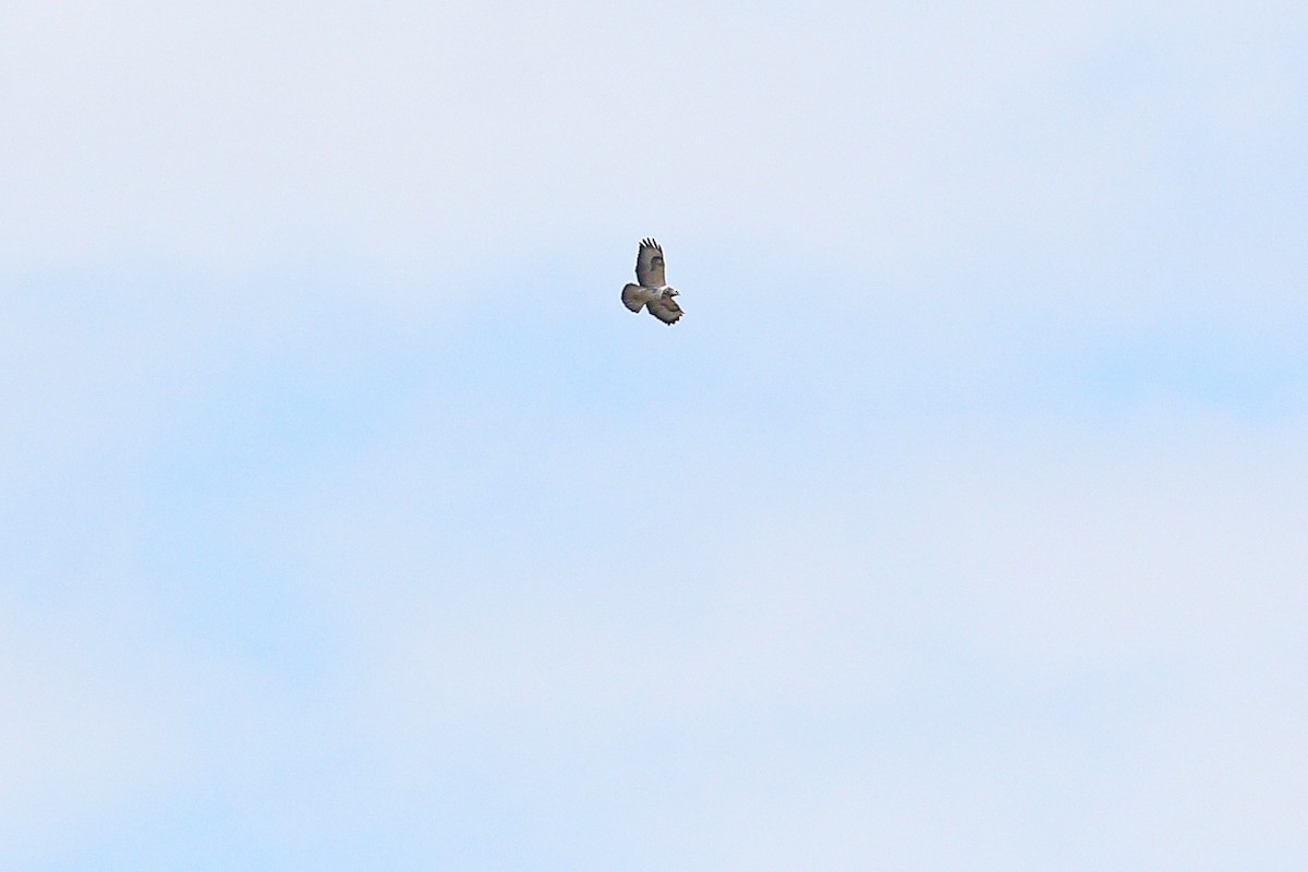 Common Buzzard (Western) - ML647614227