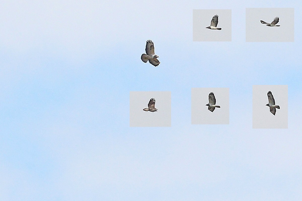 Common Buzzard (Western) - ML647614229