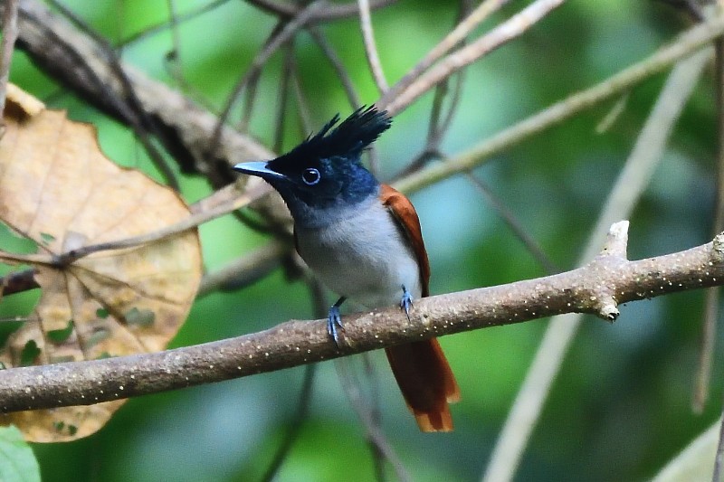 Indian Paradise-Flycatcher - ML647614253