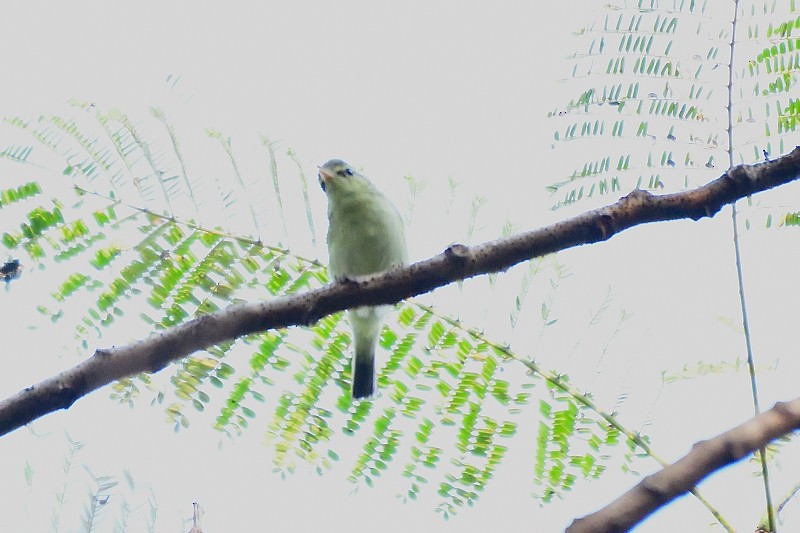 Greenish Warbler - ML647614264
