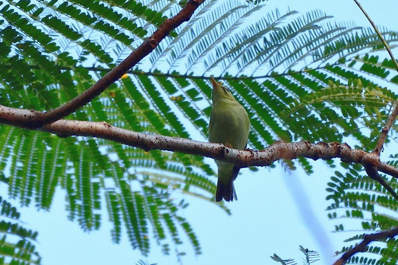 Greenish Warbler - ML647614265