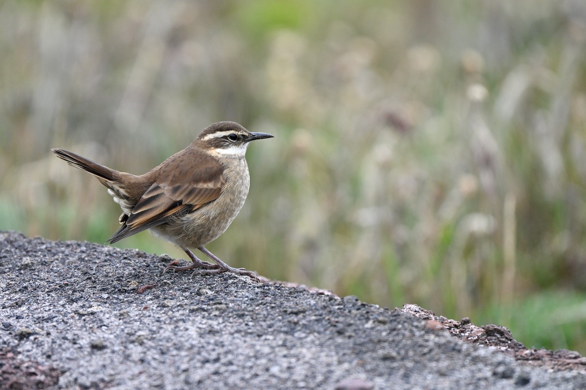 Chestnut-winged Cinclodes - ML647614267