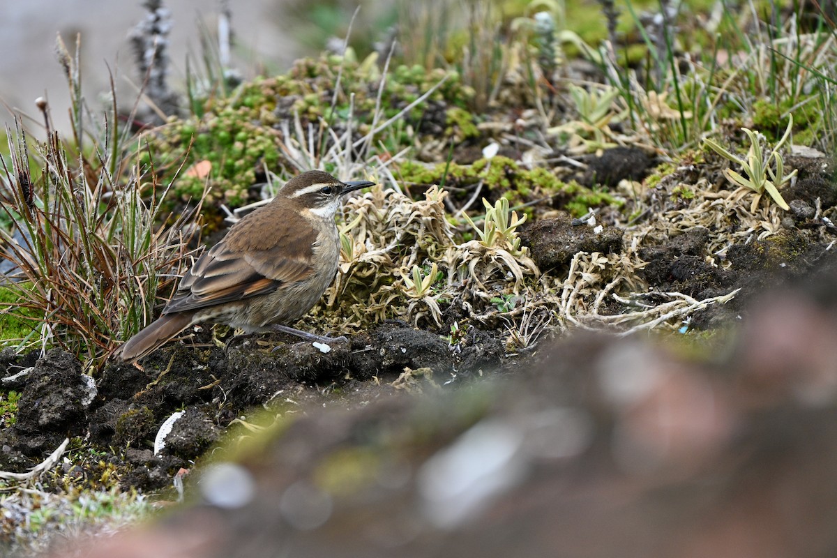 Chestnut-winged Cinclodes - ML647614269