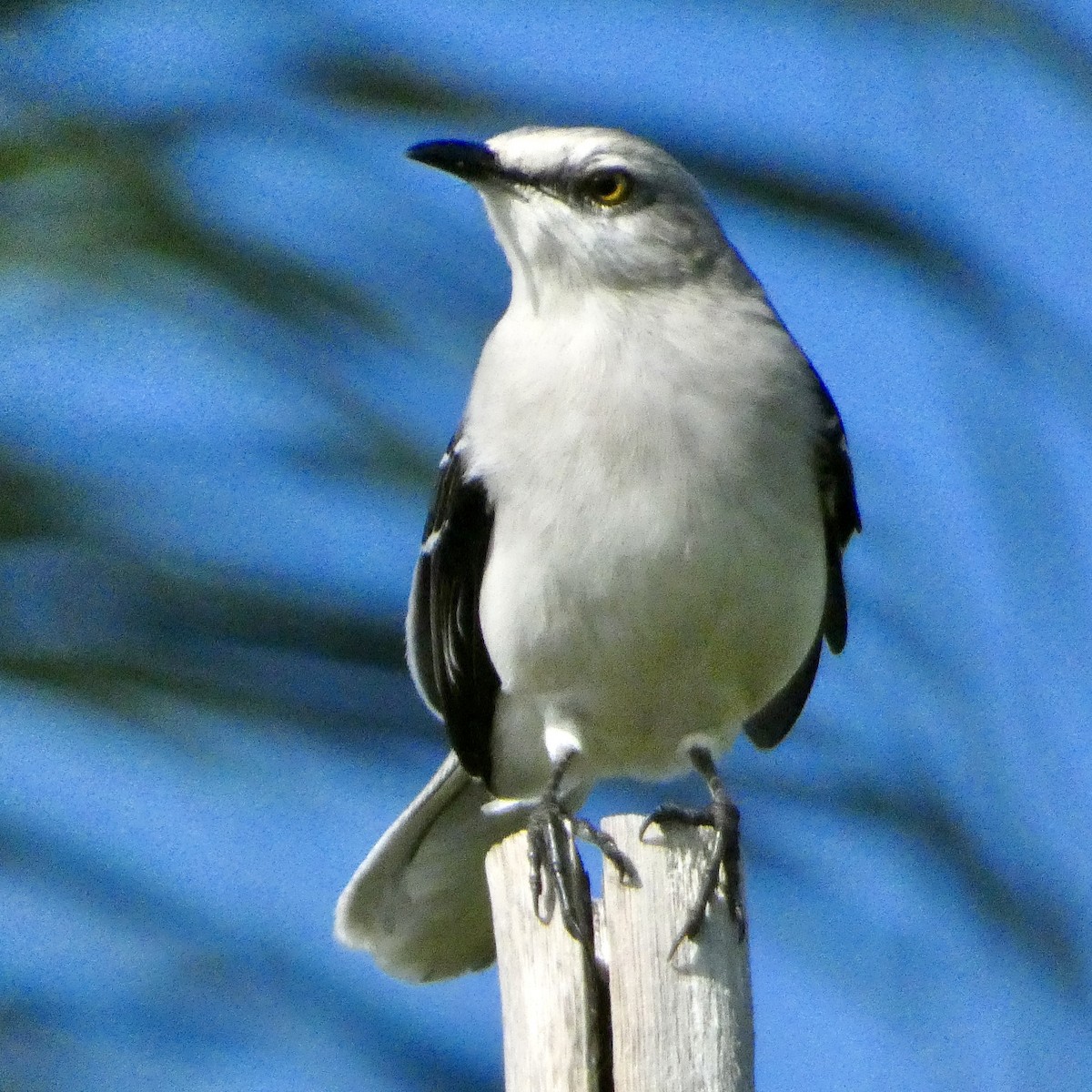 Tropikal Taklitçi - ML647614276