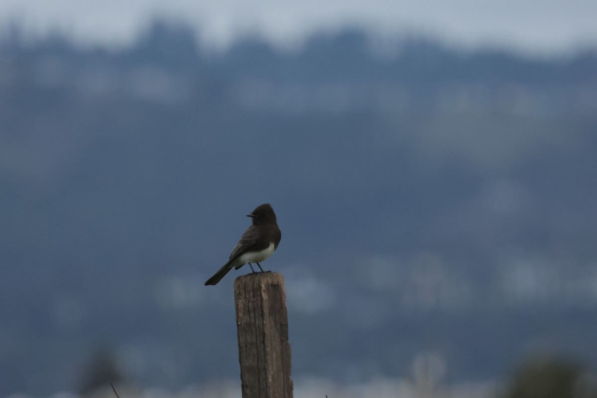 Black Phoebe (Northern) - ML647614288