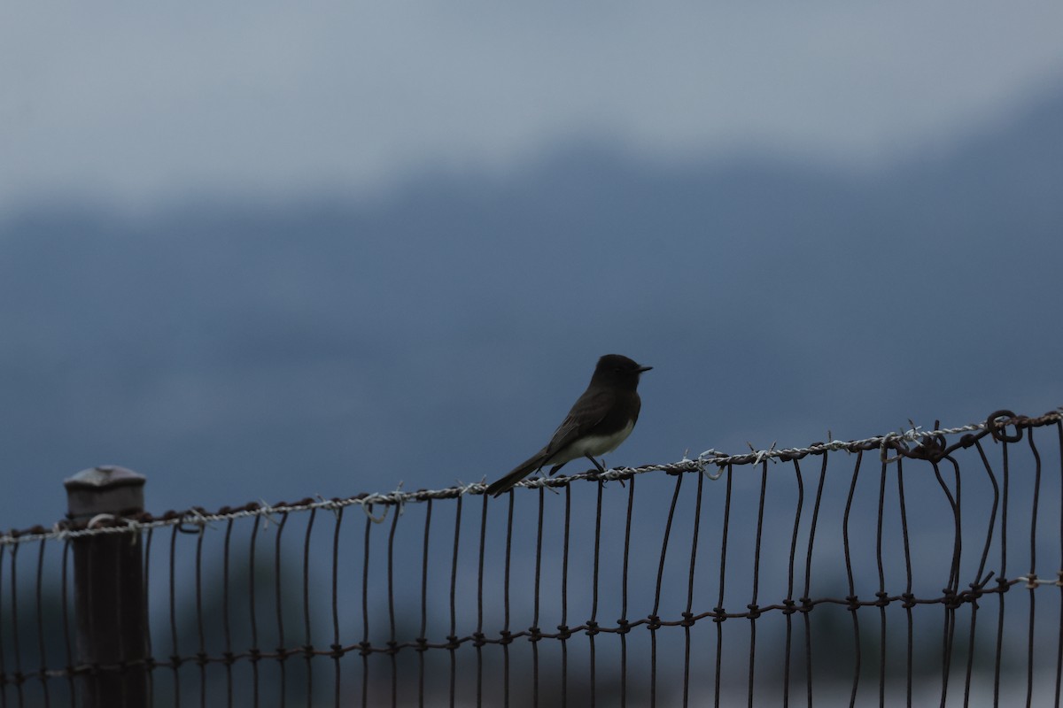 Black Phoebe (Northern) - ML647614289