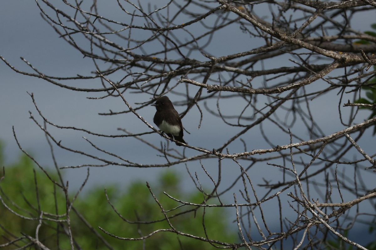 Black Phoebe (Northern) - ML647614291