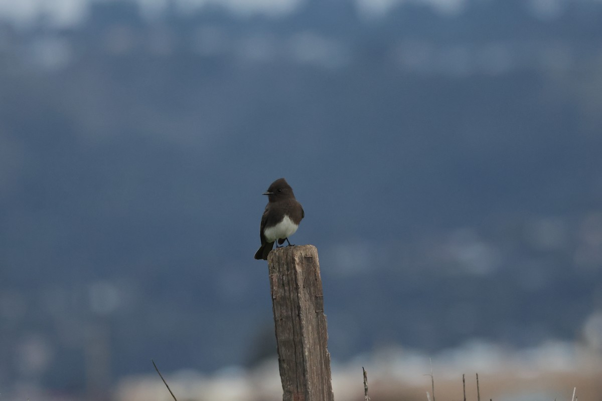 Black Phoebe (Northern) - ML647614292