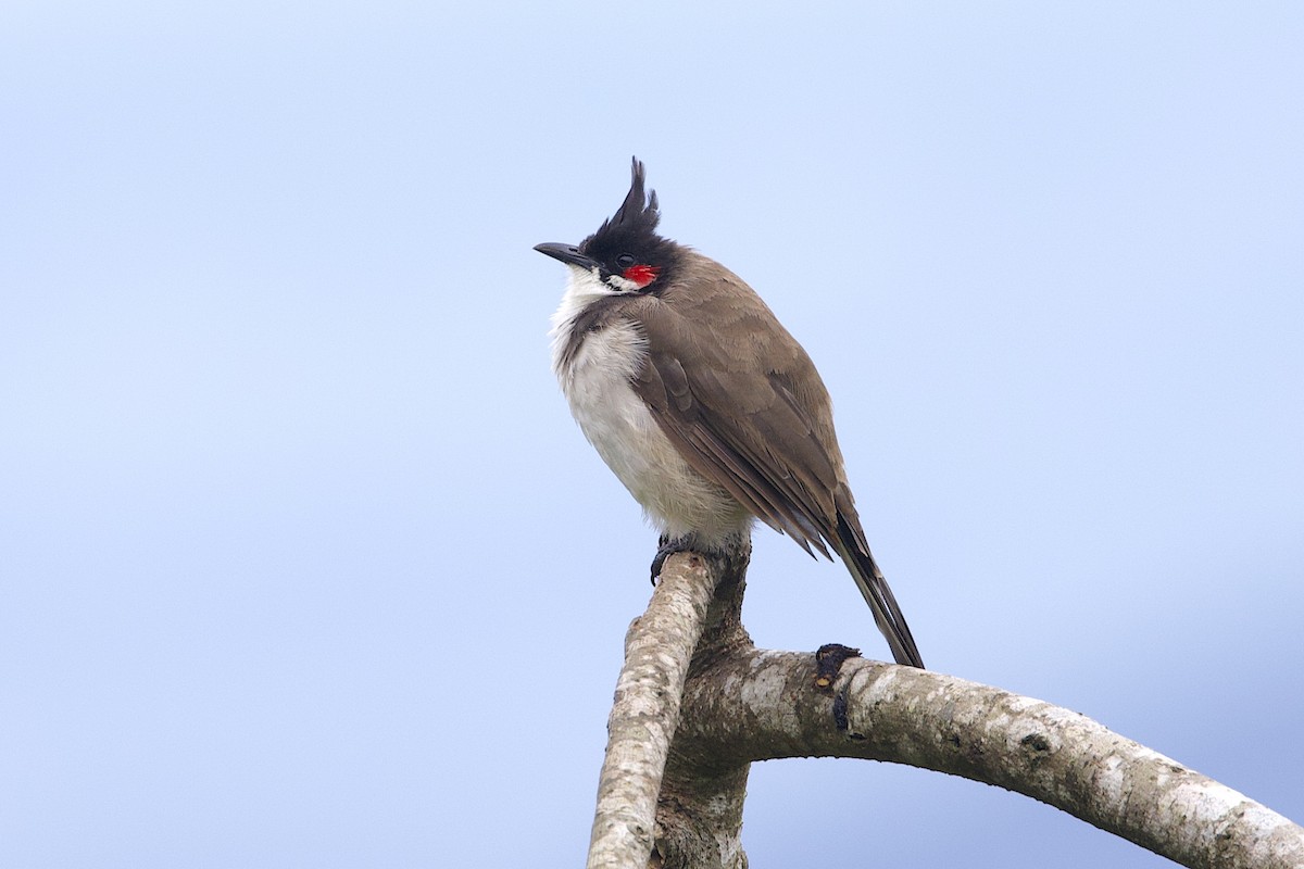 紅耳鵯 - ML647614293