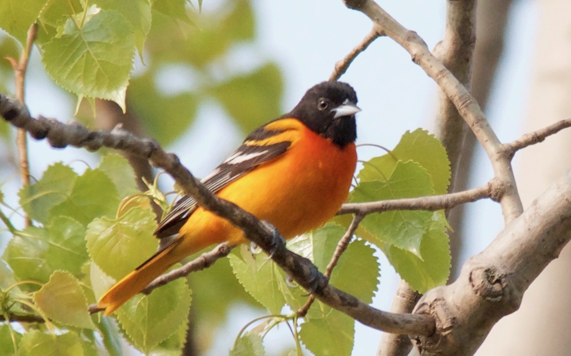 Baltimore Oriole - ML647614295