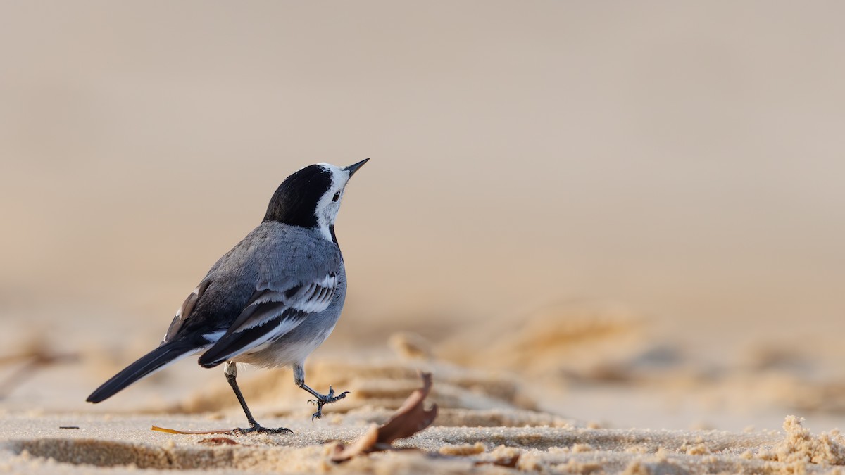 白鶺鴒(yarrellii) - ML647614300