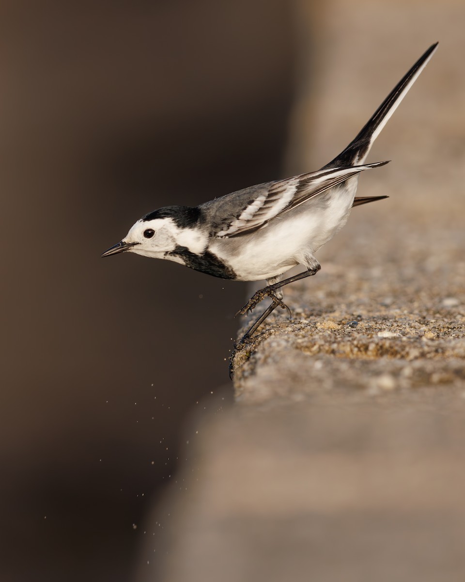 白鶺鴒(yarrellii) - ML647614301