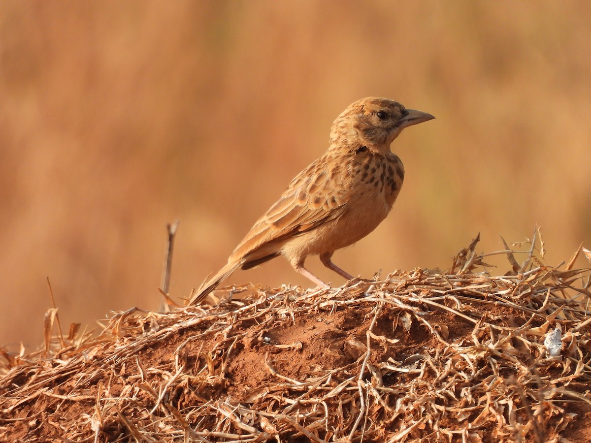 Jerdon's/Indian Bushlark - ML647614303