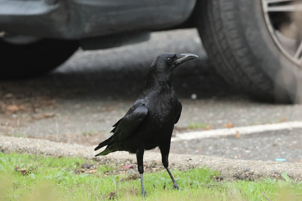 American Crow - ML647614305