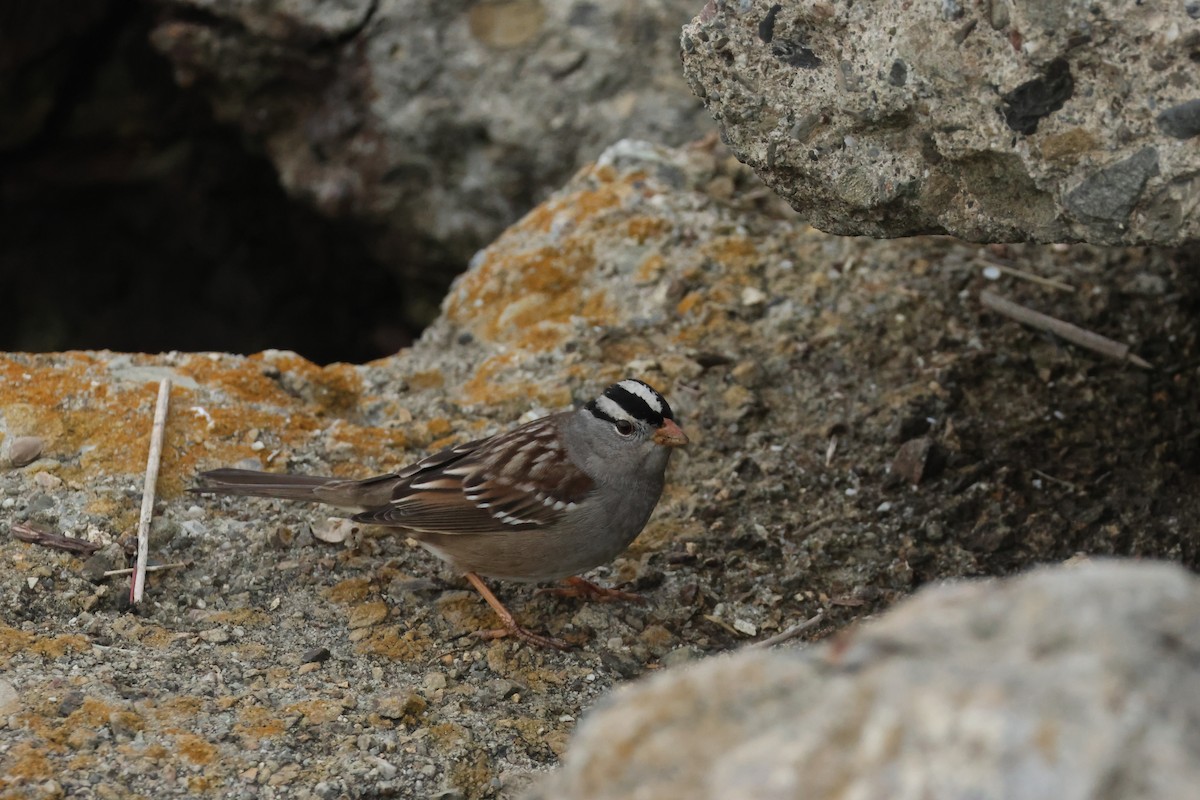 White-crowned Sparrow - ML647614309