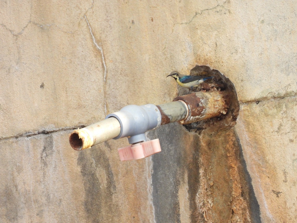 Purple Sunbird - ML647614310