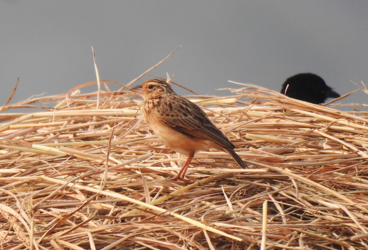 Jerdon's Bushlark - ML647614311