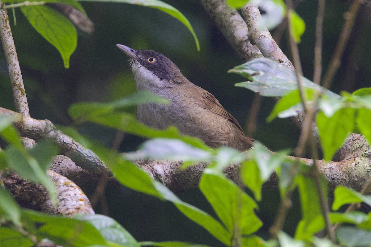 Dark-fronted Babbler - ML647614312