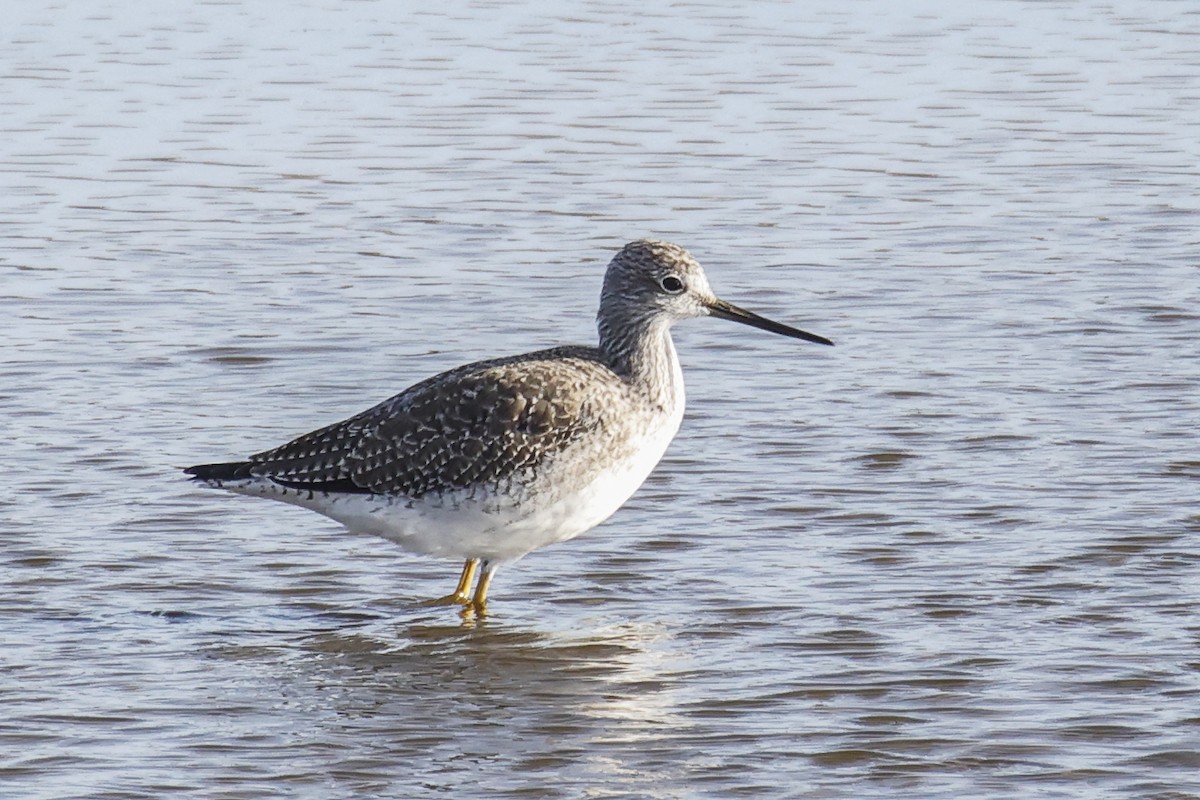 Greater Yellowlegs - ML647614314