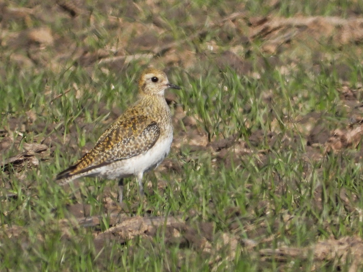European Golden-Plover - ML647614318