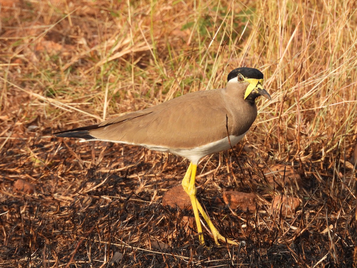 Yellow-wattled Lapwing - ML647614321