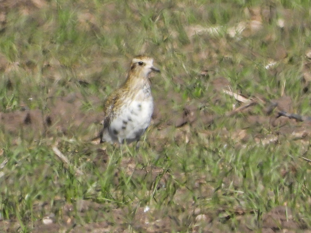 European Golden-Plover - ML647614322