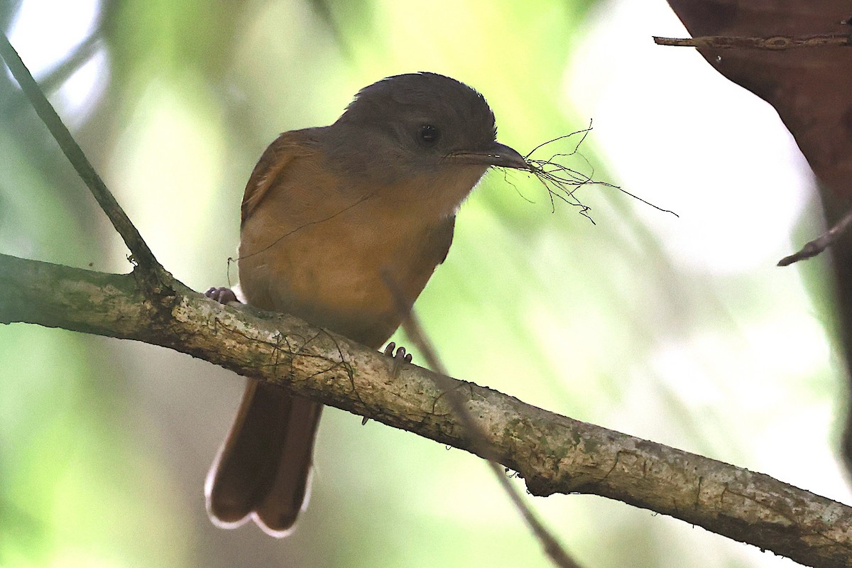 Brown-cheeked Fulvetta - ML647614329