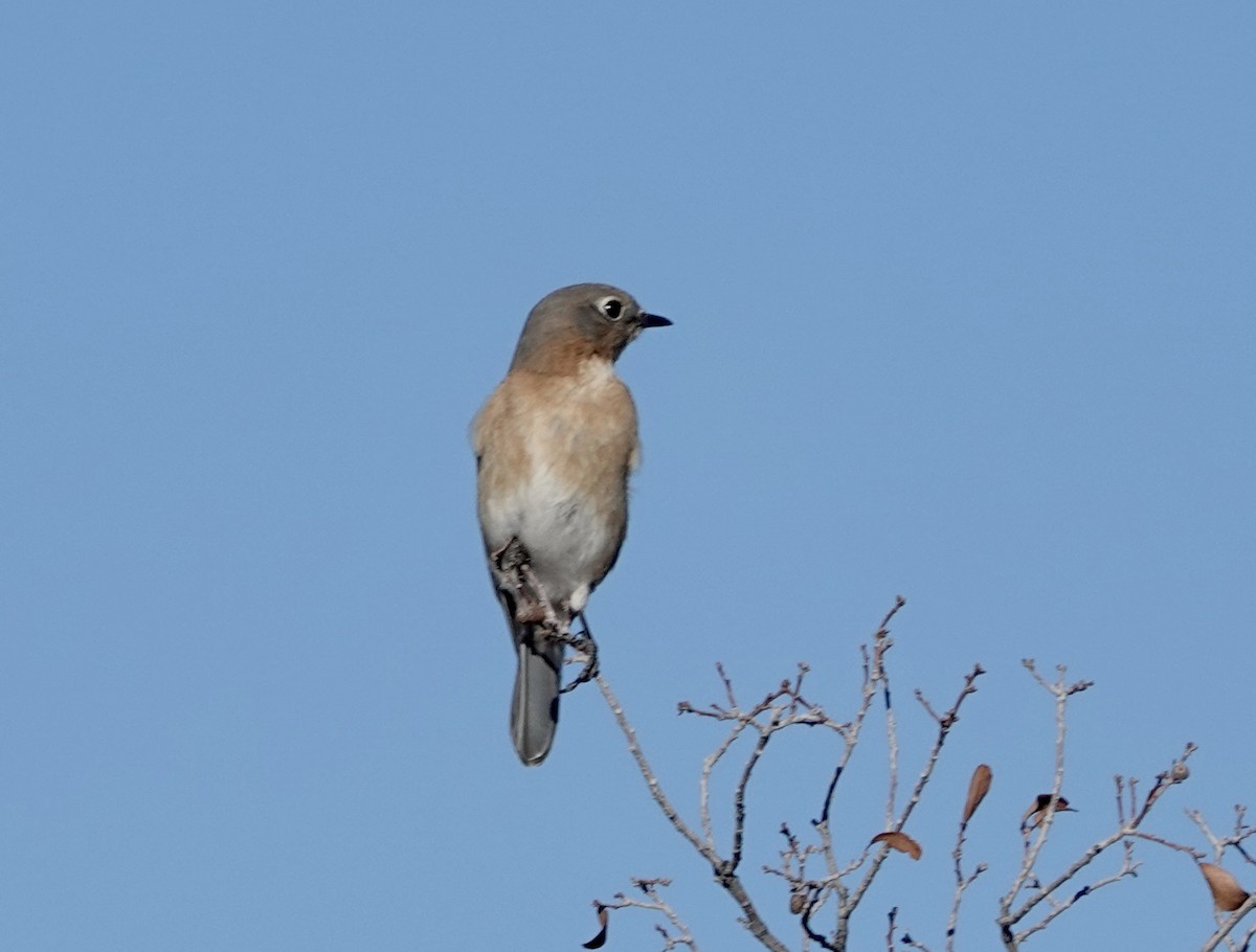 Azulejo Oriental - ML647614336