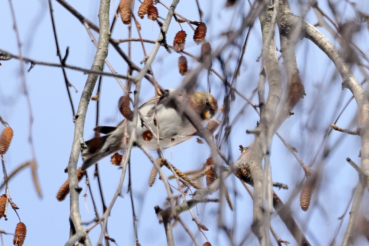 Huş İsketesi (cabaret) - ML647614342