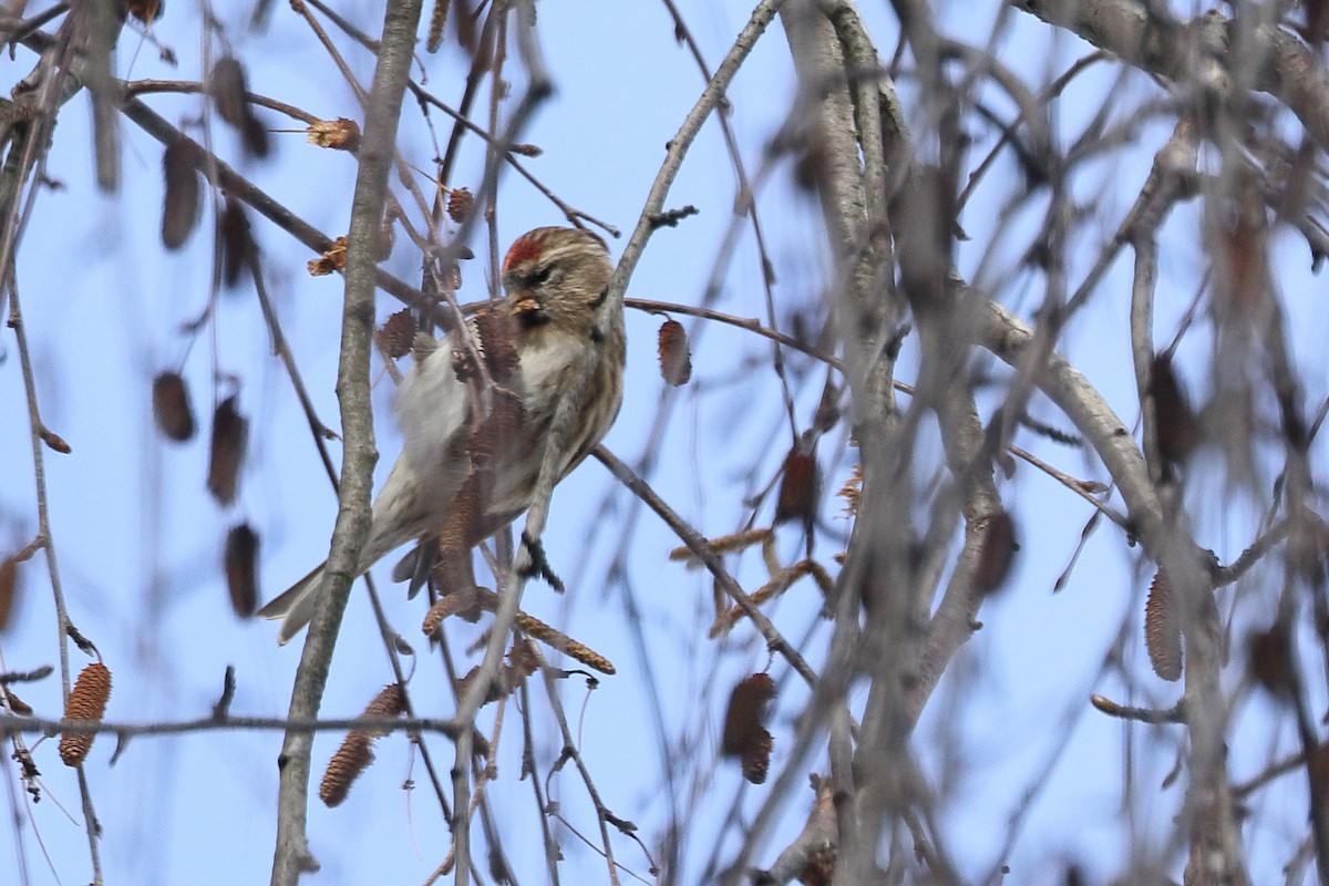 Huş İsketesi (cabaret) - ML647614343