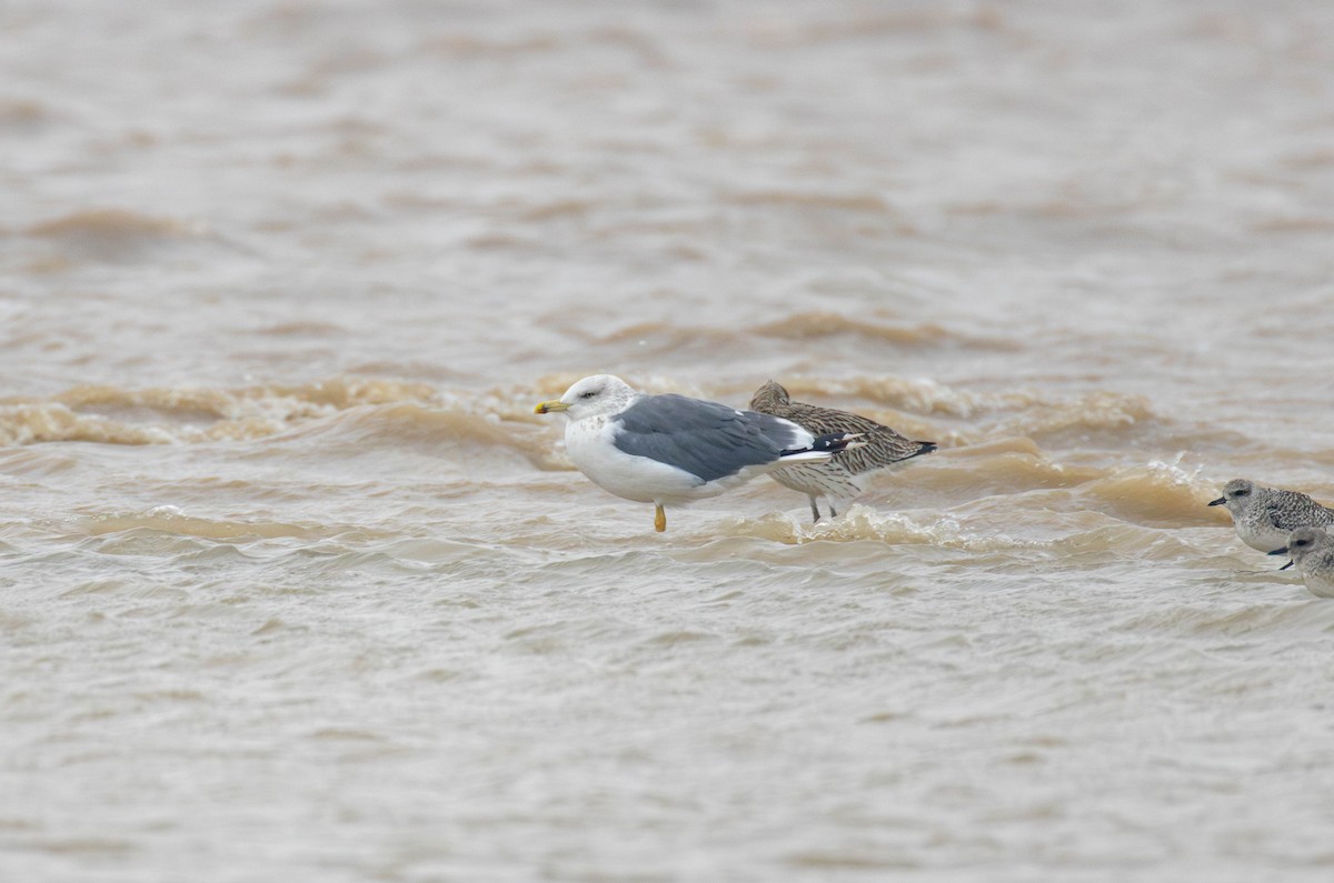 ニシセグロカモメ - ML647614419