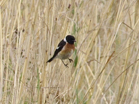 afrikasvartstrupe - ML647614421