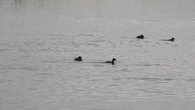 小鸊鷉 - ML647614436