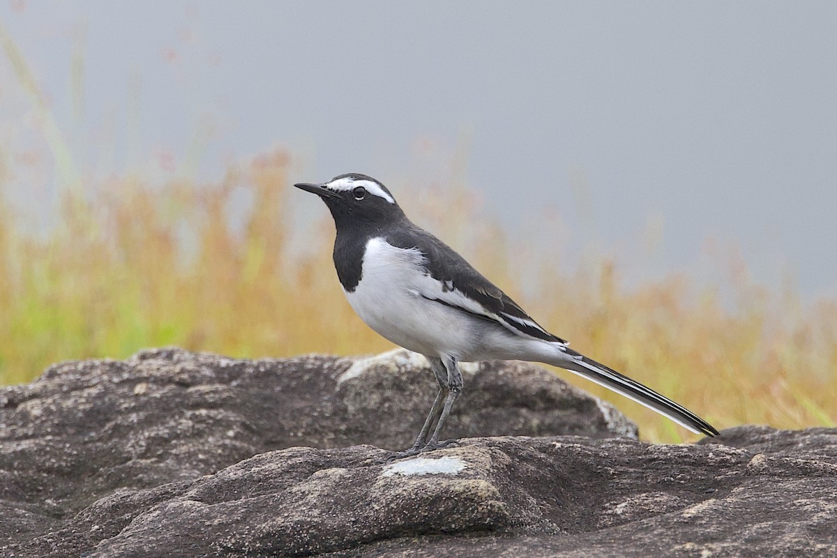 Lavandera India - ML647614448